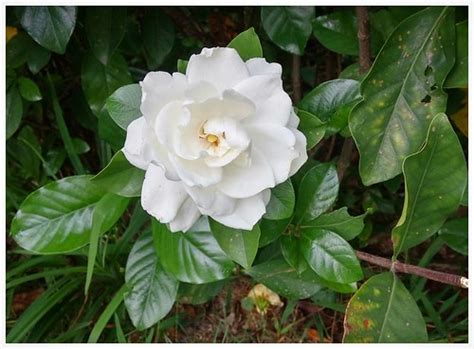 白蟬花風水|【白蟬花風水】「白蟬花風水：提升家居運勢，讓好運永續綻放！。